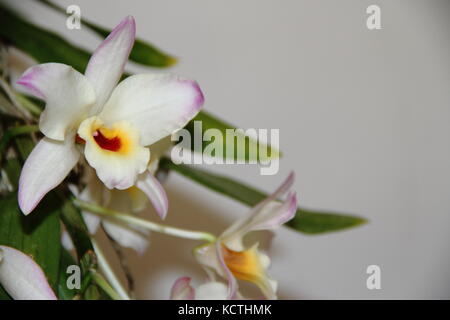 Orchidées colorées plantes parasites a fleuri au printemps Banque D'Images