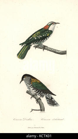 Diederik cuckoo Chrysococcyx caprius,, et brillant, bronze-cuckoo Chrysococcyx lucidus. Coloriée à la gravure sur cuivre de René Primevère Lesson's complète de Buffon, Pourrat Frères, Paris, 1838. Banque D'Images