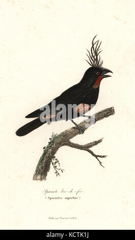 Sparacte bec-de-fer, oiseau imaginaire, Sparactes le superbe. Copié de François Le Vaillant, Histoire naturelle des oiseaux d'Afrique. Coloriée à la gravure sur cuivre de René Primevère Lesson's complète de Buffon, Pourrat Frères, Paris, 1838. Banque D'Images