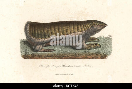 Pink Fairy armadillo ou pichiciego, Chlamyphorus truncatus. Coloriée à la gravure sur cuivre de René Primevère Lesson's complète de Buffon, Pourrat Frères, Paris, 1838. Banque D'Images