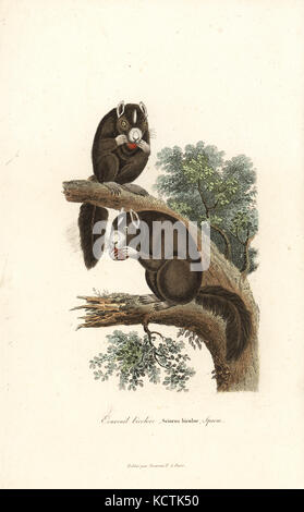 Écureuil géant noir ou écureuil géant malais, Ratufa bicolor (Sciurus bicolor). Coloriée à la gravure sur cuivre de René Primevère Lesson's complète de Buffon, Pourrat Frères, Paris, 1838. Banque D'Images