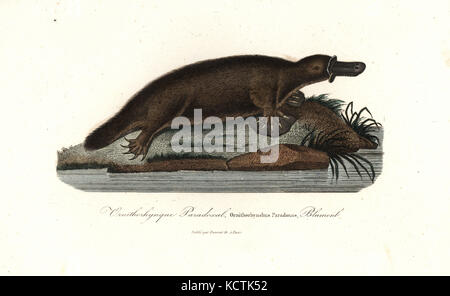 Ornithorynque, Ornithorhynchus anatinus. Coloriée à la gravure sur cuivre de René Primevère Lesson's complète de Buffon, Pourrat Frères, Paris, 1838. Banque D'Images