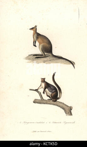 Bicolores, Wallabia bicolor et yellow-bellied glider, Petaurus australis. Coloriée à la gravure sur cuivre de René Primevère Lesson's complète de Buffon, Pourrat Frères, Paris, 1838. Banque D'Images