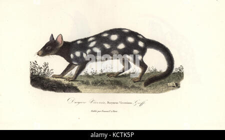 Eastern quoll, Dasyurus viverrinus. Coloriée à la gravure sur cuivre de René Primevère Lesson's complète de Buffon, Pourrat Frères, Paris, 1838. Banque D'Images