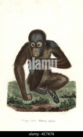 Orang-outan, Pongo pygmaeus. En voie de disparition. (L'orang-outan, Pithecus satyrus). Coloriée à la gravure sur cuivre de René Primevère Lesson's complète de Buffon, Pourrat Frères, Paris, 1838. Banque D'Images