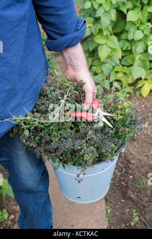 Origanum vulgare. Chauffeur particulier avec un seau de réduire l'origan plantes dans un jardin anglais. UK Banque D'Images