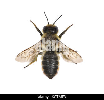 Abeilles coupeuses de feuilles - megachile centucularis Banque D'Images