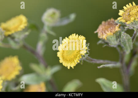 Petit fleabane - pulicaria vulgaris Banque D'Images