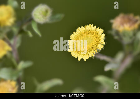 Petit fleabane - pulicaria vulgaris Banque D'Images