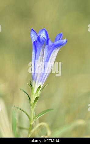 Gentiane gentiana pneumonanthe marais - Banque D'Images