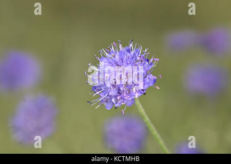 Devil's bit scabious - succisa pratensis Banque D'Images