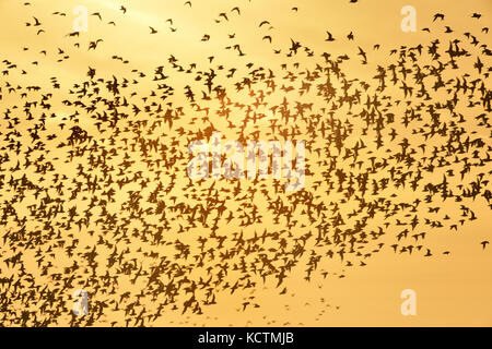 Knot calidris canutus - automne - troupeau en vol au-dessus de King's Lynn, Norfolk Banque D'Images