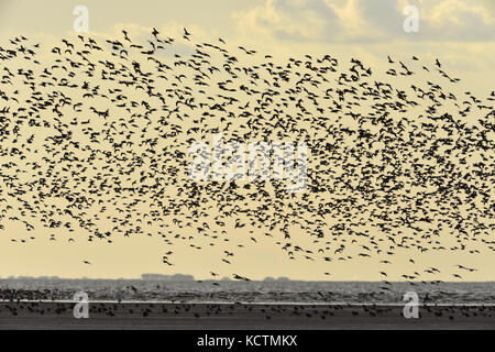 Knot calidris canutus - automne - troupeau en vol au-dessus de King's Lynn, Norfolk Banque D'Images