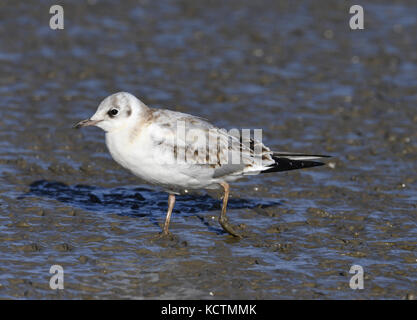 Mouette rieuse - Larus ridibundus - juvénile mue Banque D'Images