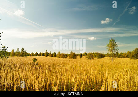 Paysage d'automne dans les bois sur fond de ciel bleu avec des nuages blancs Banque D'Images