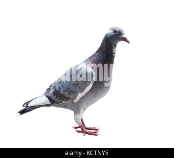 Close up corps plein d'oiseau pigeon voyageur isolé sur fond blanc Banque D'Images