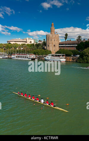 Guadalquivir, Torre del Oro et le sport d'aviron - huit rameurs avec barreur, Séville, Andalousie, Espagne, Europe Banque D'Images