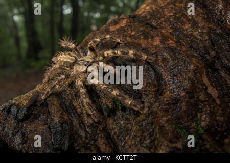 Tarantula de cuisse jaune sur une écorce humide d'arbre à Matheran, Maharashtra, Inde. Banque D'Images