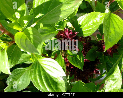 Basilic géant sur jardin Banque D'Images