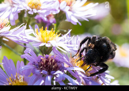 Le bourdon assis sur une fleur (aster amellus) et se nourrissent de nectar. close-up avec focus sélectif. Banque D'Images