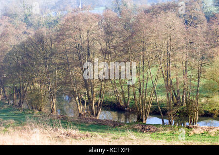 Bois de printemps et de la rivière Frome et aulnes Banque D'Images