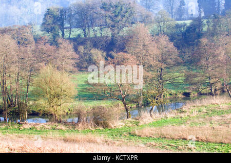 Bois de printemps et de la rivière Frome et aulnes Banque D'Images