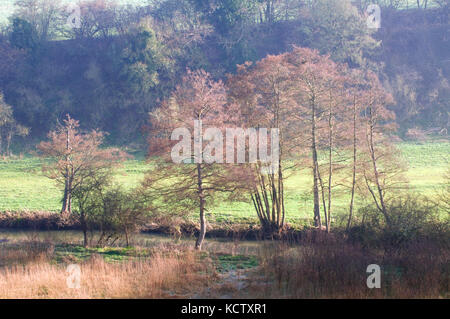 Bois de printemps et de la rivière Frome et aulnes Banque D'Images