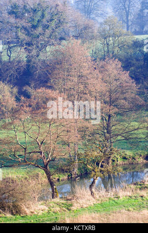 Bois de printemps et de la rivière Frome et aulnes Banque D'Images