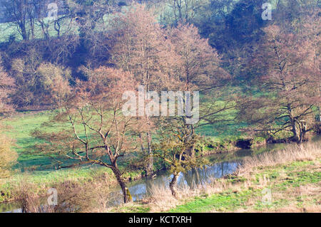 Bois de printemps et de la rivière Frome et aulnes Banque D'Images