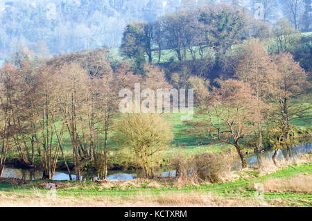 Bois de printemps et de la rivière Frome et aulnes Banque D'Images