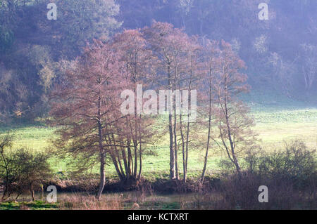 Bois de printemps et de la rivière Frome et aulnes Banque D'Images