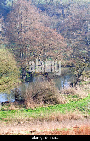 Bois de printemps et de la rivière Frome et aulnes Banque D'Images