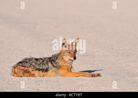 Le chacal à dos noir (Canis mesomelas) reposant sur une route de gravier, Etosha National Park, Namibie, Afrique Banque D'Images