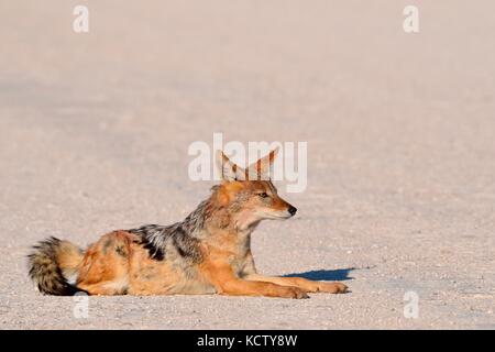 Le chacal à dos noir (Canis mesomelas) reposant sur une route de gravier, Etosha National Park, Namibie, Afrique Banque D'Images