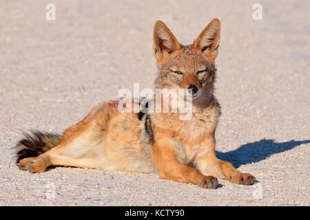 Le chacal à dos noir (Canis mesomelas) reposant sur une route de gravier, Etosha National Park, Namibie, Afrique Banque D'Images