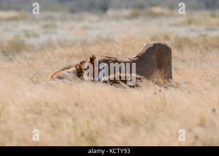 Les lions d'Afrique (Panthera leo), trois jeunes hommes se nourrissant de dead springbok (Antidorcas marsupialis), Etosha National Park, Namibie, Afrique Banque D'Images