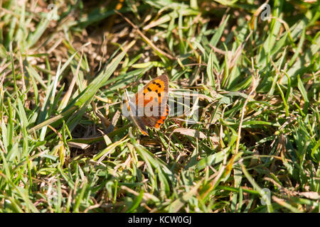 Lycaena phlaeas connu comme le petit cuivre, cuivre américain, ou cuivre commun Banque D'Images