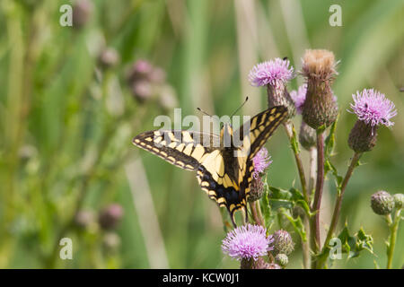 Ancien monde swallowtail Butterfly (Papilio machaon) Banque D'Images