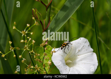 Longhorn beetle, leptura quadrifasciata (strangalia quadrifasciata) reposant sur une fleur blanche Banque D'Images