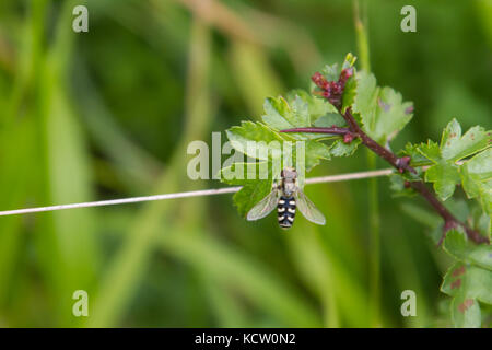 Pied femelle hoverfly (scaeva pyrastri) reposant sur une feuille Banque D'Images