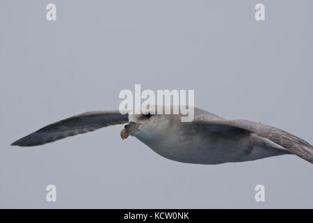 Le fulmar boréal ou l'Arctique Fulmar (Fulmarus glacialis) en vol Banque D'Images