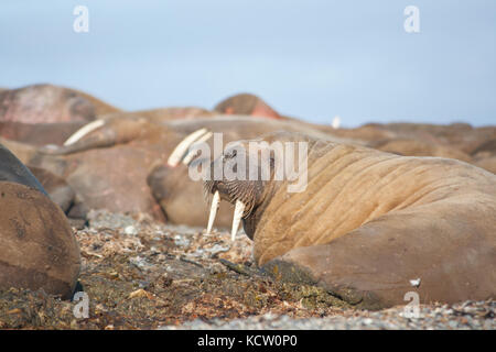 Le morse (Odobenus rosmarus mâle) reposant sur une plage Banque D'Images