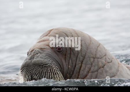 Curieux le morse (Odobenus rosmarus) Banque D'Images