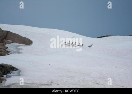 Les oies à bec court (Anser brachyrhynchus) dans la neige Banque D'Images