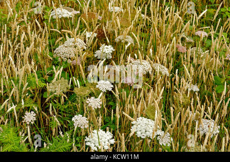 Fleurs sauvages poussant sur south west coast path, Devon, Royaume-Uni Banque D'Images