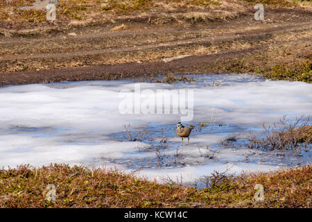 (Charadrius morinellus) « récent en plumage nuptial de l'été sur un étang gelé dans la toundra arctique, paysage sur le mont Storsteinen. Tromso, Troms, Norvège Banque D'Images