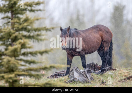 Wild Horse, Feral (Equus caballus), magnifique cheval sauvage robuste, dans les contreforts de l'Alberta, son habitat naturel, au cours d'averses de neige. Elbow Falls, Alberta, Canada Banque D'Images