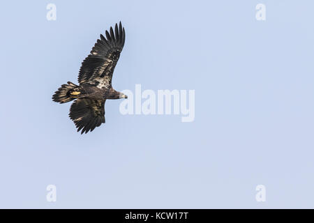 L'Aigle royal (Aquila chrysaetos) pleine envergure de l'aile, en tant que blanche plane, à la recherche de nourriture, Cranbrook, British Columbia, Canada, Banque D'Images