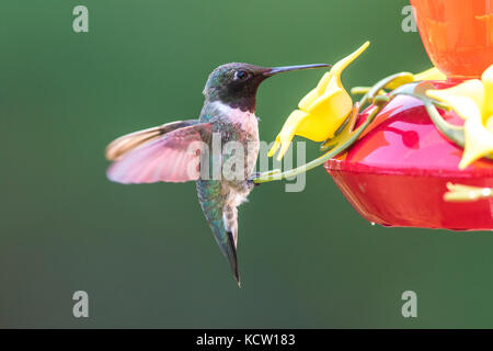 Colibri à gorge rubis (Archilochus colubris, homme,. Assis sur un convoyeur d'alimentation et d'arrière-cour, Cranbrook, Colombie-Britannique, Canada Banque D'Images