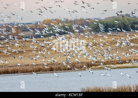 La phase blanche Oie des neiges (Chen caerulescens) en vol et l'atterrissage dans une prairie slough, magnifique oiseau blanc. Kindersly, Saskatchewan, Canada Banque D'Images